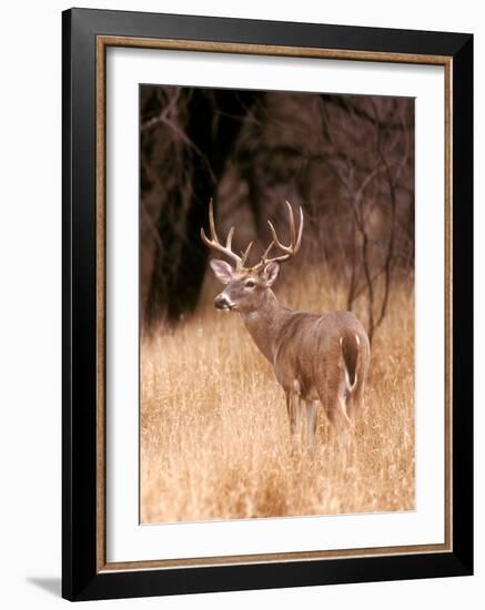 White Tailed Deer, Choke Canyon State Park, Texas-John Alves-Framed Art Print