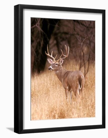 White Tailed Deer, Choke Canyon State Park, Texas-John Alves-Framed Art Print