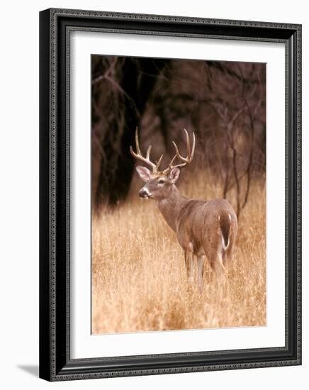 White Tailed Deer, Choke Canyon State Park, Texas-John Alves-Framed Art Print