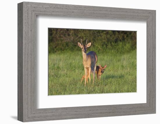 White-tailed Deer (Colinus virginianus) in grassy habitat-Larry Ditto-Framed Photographic Print