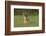 White-tailed Deer (Colinus virginianus) in grassy habitat-Larry Ditto-Framed Photographic Print