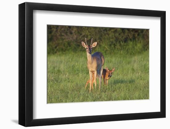 White-tailed Deer (Colinus virginianus) in grassy habitat-Larry Ditto-Framed Photographic Print