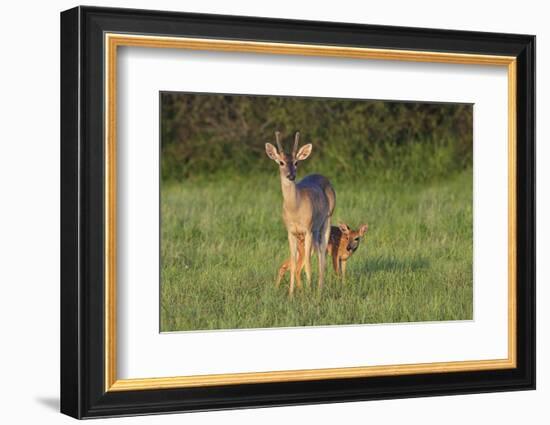 White-tailed Deer (Colinus virginianus) in grassy habitat-Larry Ditto-Framed Photographic Print