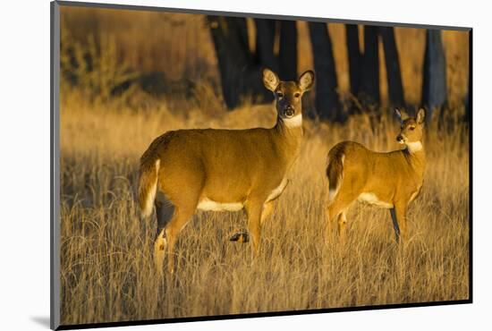 White-Tailed Deer Doe and Fawn-Larry Ditto-Mounted Photographic Print