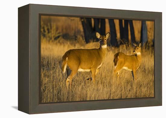 White-Tailed Deer Doe and Fawn-Larry Ditto-Framed Premier Image Canvas