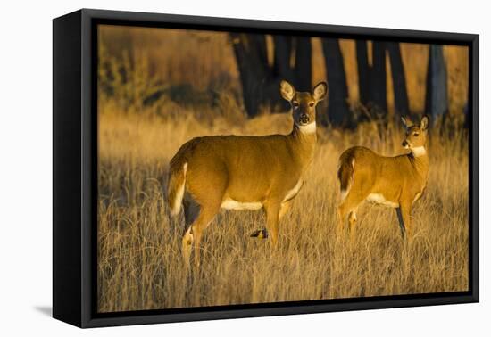 White-Tailed Deer Doe and Fawn-Larry Ditto-Framed Premier Image Canvas