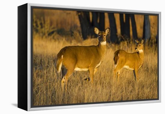 White-Tailed Deer Doe and Fawn-Larry Ditto-Framed Premier Image Canvas