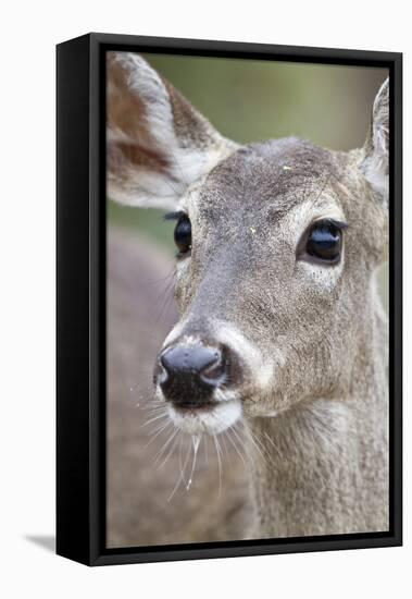 White-Tailed Deer Doe Drinking Water Starr, Texas, Usa-Richard ans Susan Day-Framed Premier Image Canvas