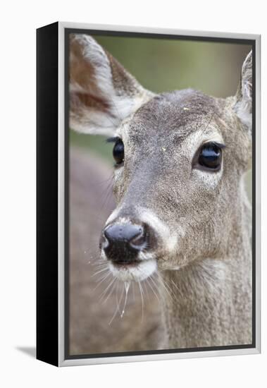 White-Tailed Deer Doe Drinking Water Starr, Texas, Usa-Richard ans Susan Day-Framed Premier Image Canvas