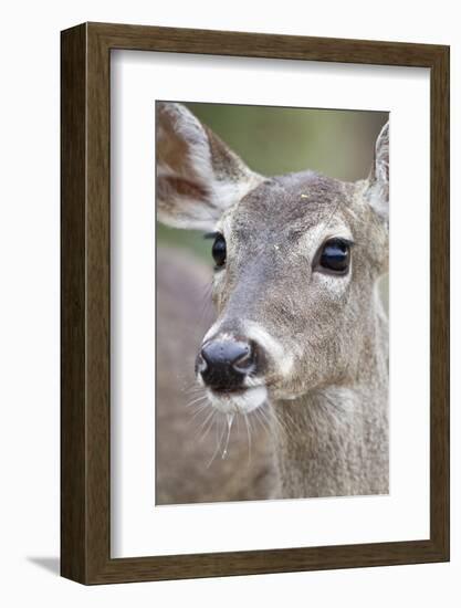 White-Tailed Deer Doe Drinking Water Starr, Texas, Usa-Richard ans Susan Day-Framed Photographic Print