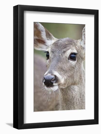 White-Tailed Deer Doe Drinking Water Starr, Texas, Usa-Richard ans Susan Day-Framed Photographic Print