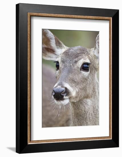 White-Tailed Deer Doe Drinking Water Starr, Texas, Usa-Richard ans Susan Day-Framed Photographic Print