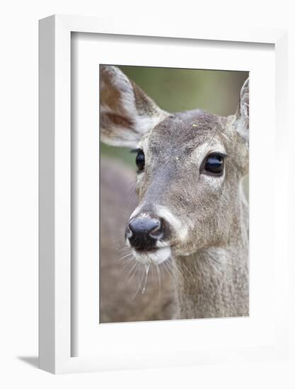 White-Tailed Deer Doe Drinking Water Starr, Texas, Usa-Richard ans Susan Day-Framed Photographic Print