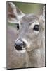 White-Tailed Deer Doe Drinking Water Starr, Texas, Usa-Richard ans Susan Day-Mounted Photographic Print