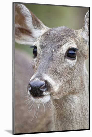 White-Tailed Deer Doe Drinking Water Starr, Texas, Usa-Richard ans Susan Day-Mounted Photographic Print