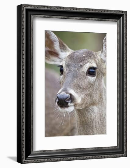 White-Tailed Deer Doe Drinking Water Starr, Texas, Usa-Richard ans Susan Day-Framed Photographic Print