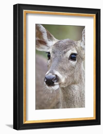 White-Tailed Deer Doe Drinking Water Starr, Texas, Usa-Richard ans Susan Day-Framed Photographic Print