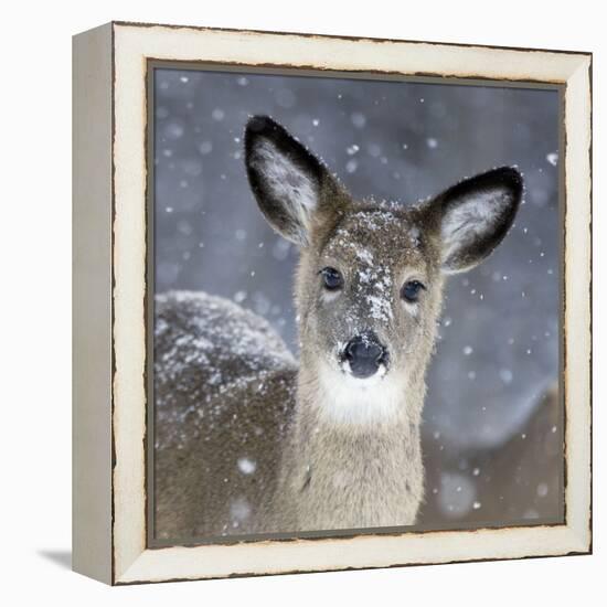 White-Tailed Deer Doe in Snow-null-Framed Premier Image Canvas