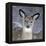 White-Tailed Deer Doe in Snow-null-Framed Premier Image Canvas