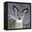 White-Tailed Deer Doe in Snow-null-Framed Premier Image Canvas