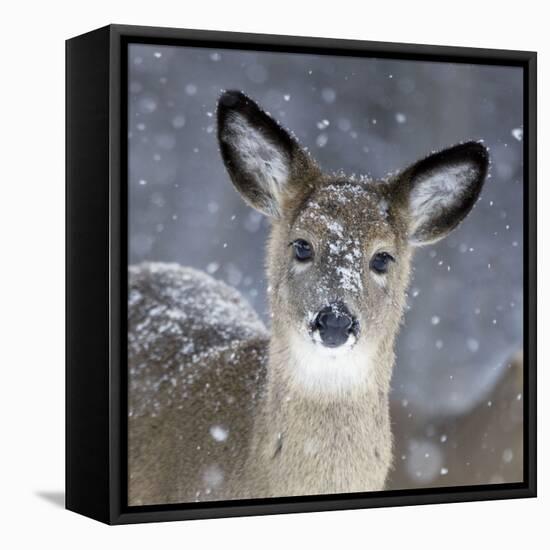 White-Tailed Deer Doe in Snow-null-Framed Premier Image Canvas