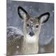 Premium Photographic Print