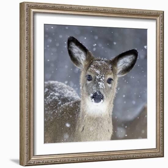 White-Tailed Deer Doe in Snow-null-Framed Photographic Print