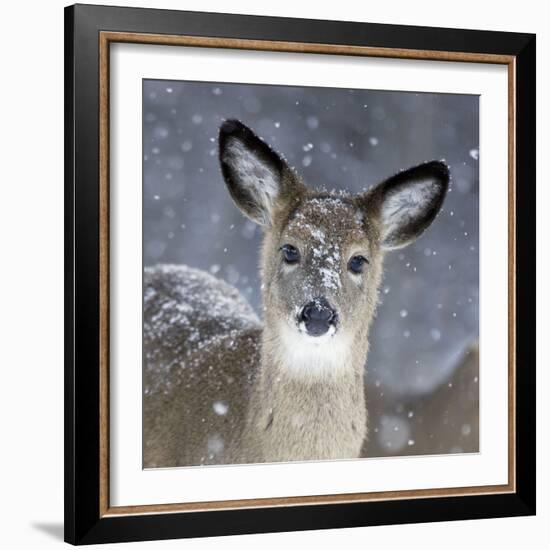 White-Tailed Deer Doe in Snow-null-Framed Photographic Print