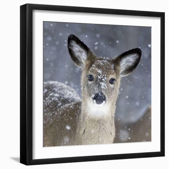 White-Tailed Deer Doe in Snow-null-Framed Photographic Print