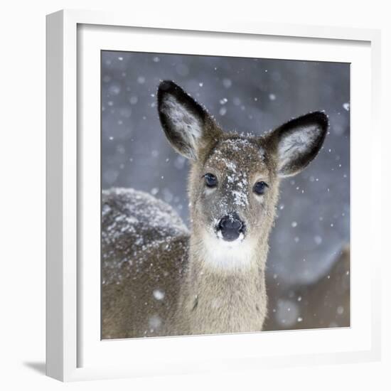 White-Tailed Deer Doe in Snow-null-Framed Photographic Print