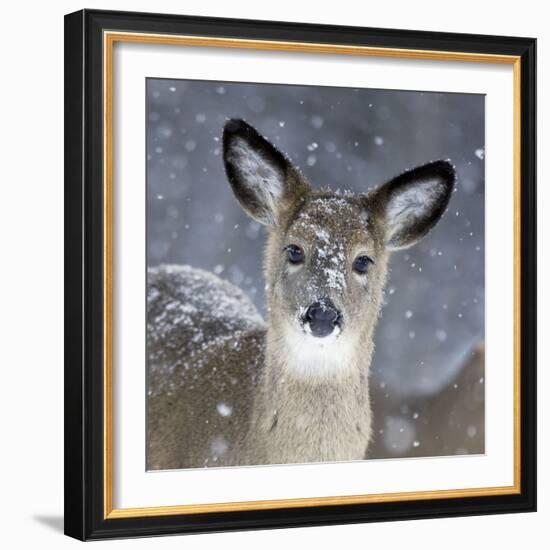 White-Tailed Deer Doe in Snow-null-Framed Photographic Print