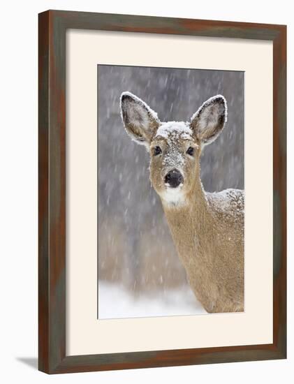 White-Tailed Deer Doe in Winter Snow-null-Framed Photographic Print