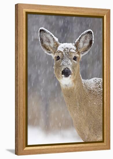 White-Tailed Deer Doe in Winter Snow-null-Framed Premier Image Canvas