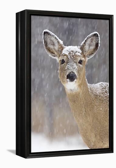 White-Tailed Deer Doe in Winter Snow-null-Framed Premier Image Canvas