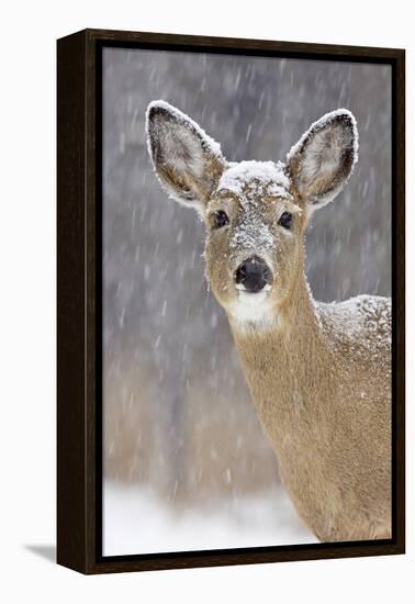 White-Tailed Deer Doe in Winter Snow-null-Framed Premier Image Canvas
