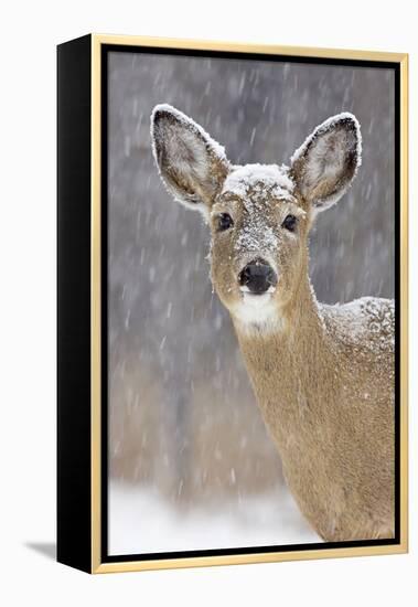 White-Tailed Deer Doe in Winter Snow-null-Framed Premier Image Canvas