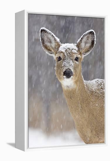 White-Tailed Deer Doe in Winter Snow-null-Framed Premier Image Canvas