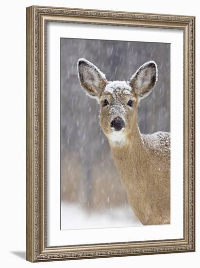 White-Tailed Deer Doe in Winter Snow-null-Framed Photographic Print