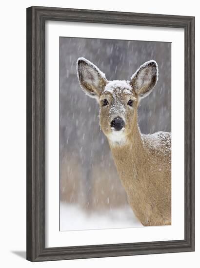 White-Tailed Deer Doe in Winter Snow-null-Framed Photographic Print