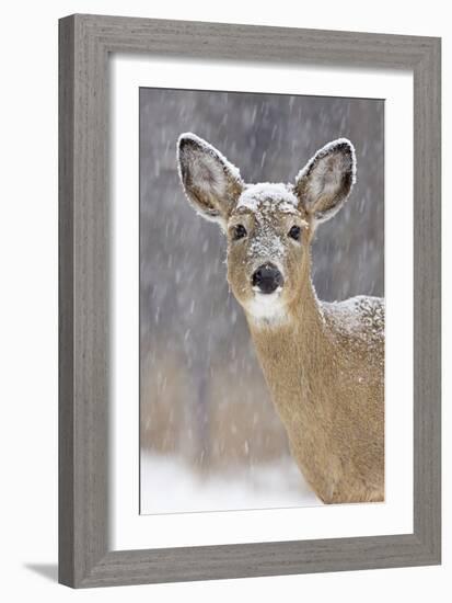 White-Tailed Deer Doe in Winter Snow-null-Framed Photographic Print