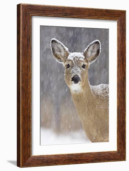 White-Tailed Deer Doe in Winter Snow-null-Framed Photographic Print