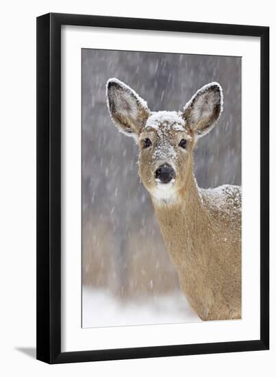 White-Tailed Deer Doe in Winter Snow-null-Framed Photographic Print