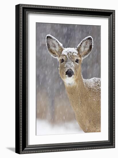 White-Tailed Deer Doe in Winter Snow-null-Framed Photographic Print