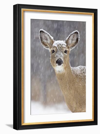 White-Tailed Deer Doe in Winter Snow-null-Framed Photographic Print