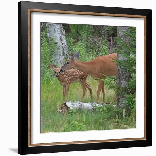 White-tailed deer doe with fawn in woodland, USA-George Sanker-Framed Photographic Print