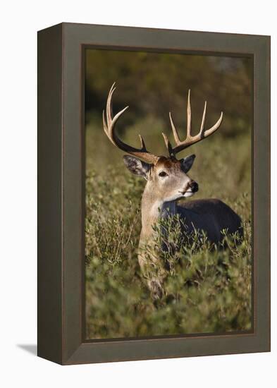 White-tailed Deer dominant male-Larry Ditto-Framed Premier Image Canvas
