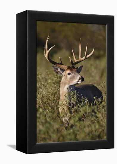 White-tailed Deer dominant male-Larry Ditto-Framed Premier Image Canvas