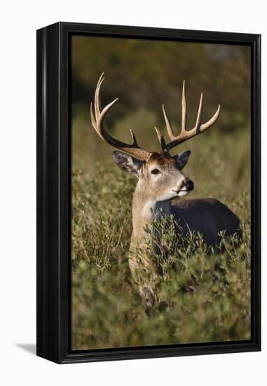 White-tailed Deer dominant male-Larry Ditto-Framed Premier Image Canvas