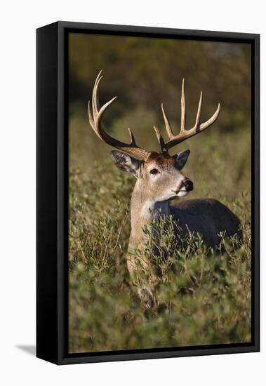 White-tailed Deer dominant male-Larry Ditto-Framed Premier Image Canvas