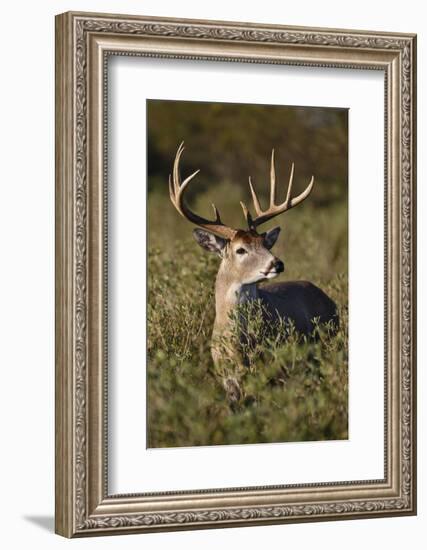 White-tailed Deer dominant male-Larry Ditto-Framed Photographic Print